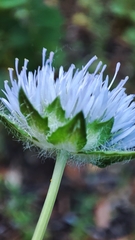 Jasione sessiliflora