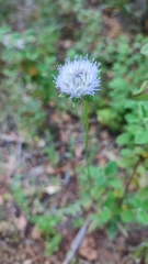 Jasione sessiliflora