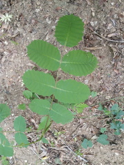 Comocladia macrophylla