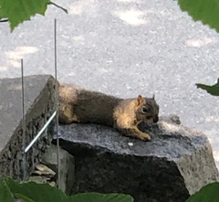 Sciurus niger