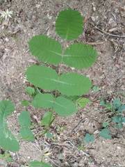Comocladia macrophylla