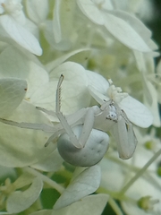 Misumena vatia