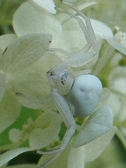 Misumena vatia