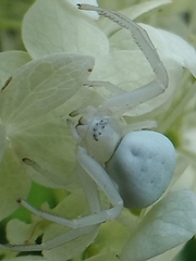 Misumena vatia