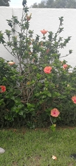 Hibiscus