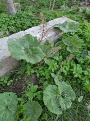 Petasites hybridus