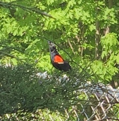 Agelaius phoeniceus
