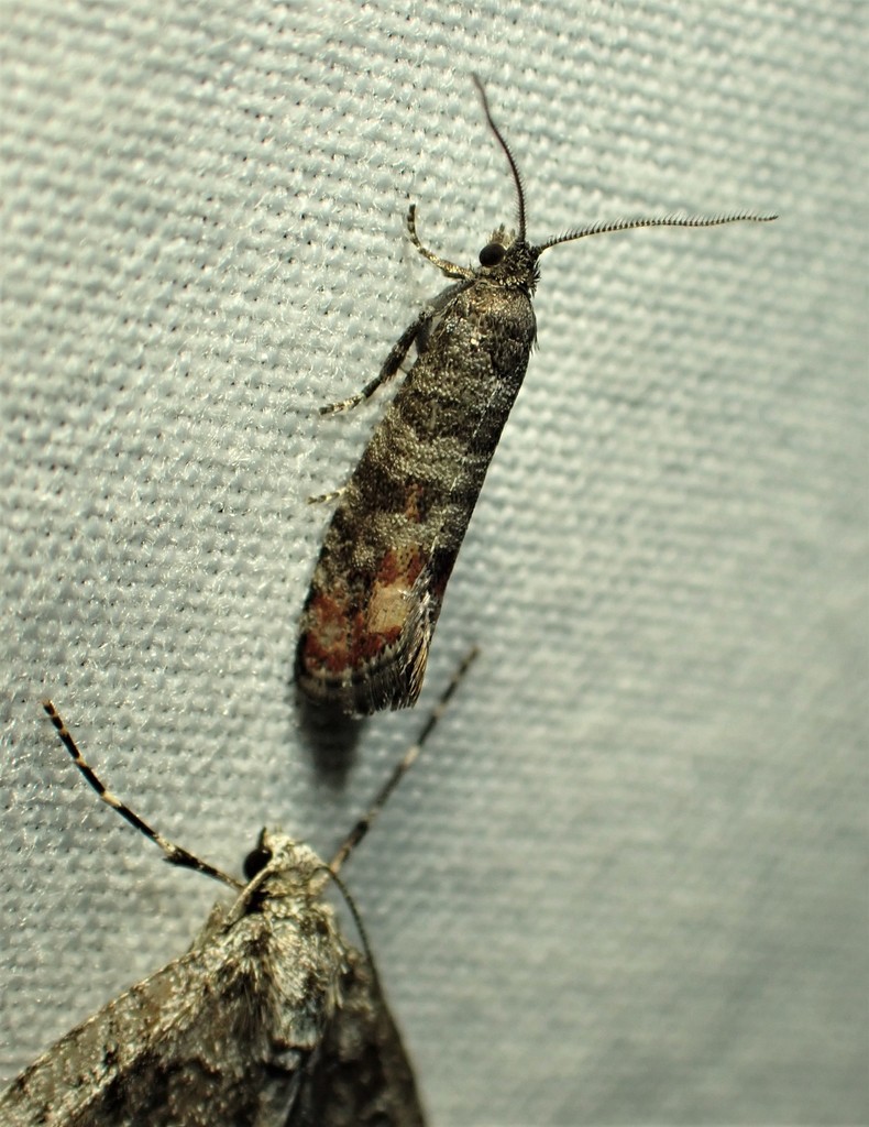 Jack Pine Shoot Borer