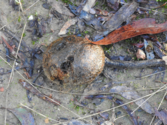 Pisolithus marmoratus