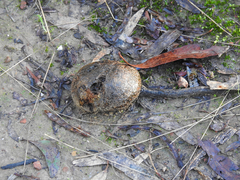 Pisolithus marmoratus