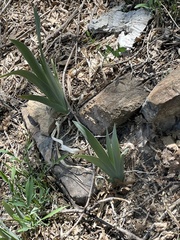 Iris missouriensis