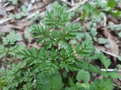 Anthriscus sylvestris