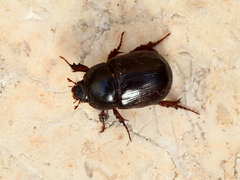 Pentodon algerinus
