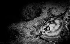 Urobatis concentricus