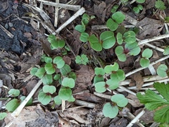 Impatiens glandulifera