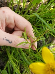 Ranunculus orthorhynchus