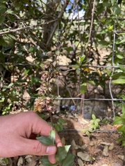 Epipactis helleborine tremolsii