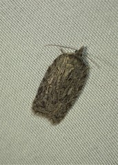 Acleris maximana