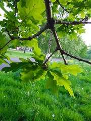 Quercus robur