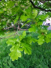 Quercus robur