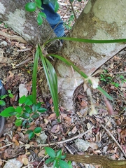 Encyclia guatemalensis