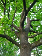 Quercus robur
