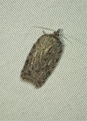 Acleris maximana