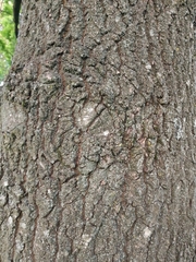 Quercus robur