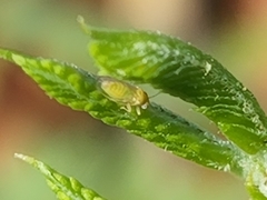 Heteropsylla