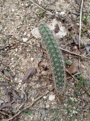 Acanthocereus oaxacensis
