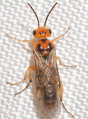Hoplocampa