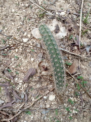Acanthocereus oaxacensis