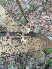 Encyclia guatemalensis