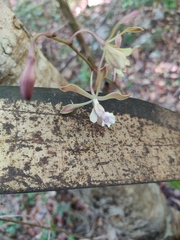 Encyclia guatemalensis
