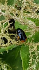 Cryptocephalus moraei