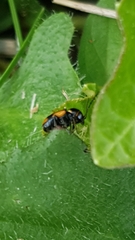 Cryptocephalus moraei