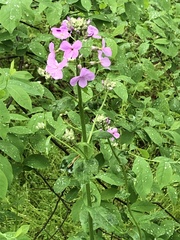 Phlox maculata