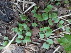 Impatiens glandulifera