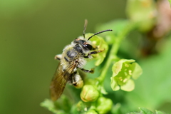 Andrena rufosignata