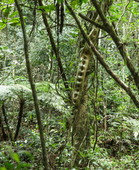 Schnella microstachya