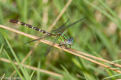 Erpetogomphus eutainia