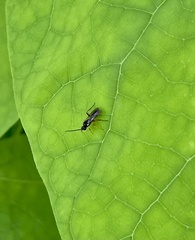 Agrothereutina