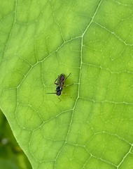 Agrothereutina