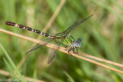 Erpetogomphus eutainia