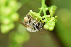 Andrena rufosignata