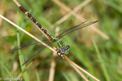 Erpetogomphus eutainia