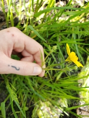 Ranunculus orthorhynchus