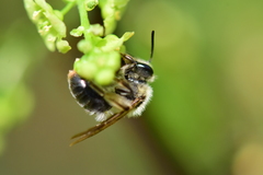 Andrena rufosignata