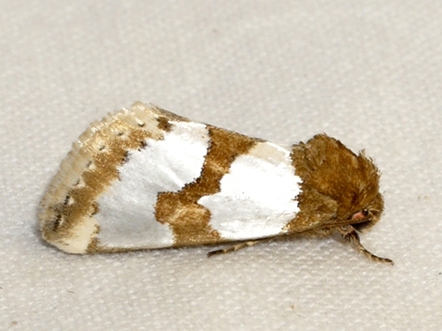Chrysellus Flower Moth photo 4