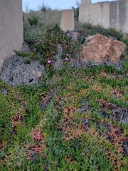 Carpobrotus acinaciformis